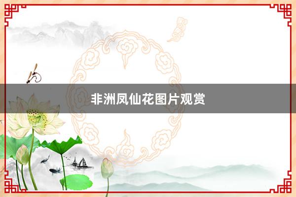 非洲凤仙花图片观赏
